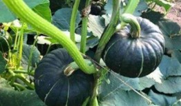 合肥吃瓜网红事件真相,揭秘背后真相与网络舆论的漩涡