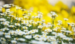 山菊花在线观看,在线重温革命岁月的壮丽史诗