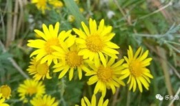 山菊花在线观看,在线重温革命岁月的壮丽史诗