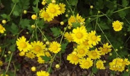 山菊花在线观看,在线重温革命岁月的壮丽史诗