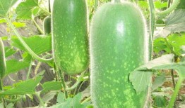 免费吃瓜qun,揭秘网络社交新潮流