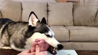 要哈士奇大腚娱乐吃瓜酱