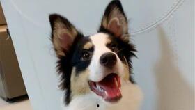 娱乐吃瓜君第一次见狗,萌态百出瞬间圈粉